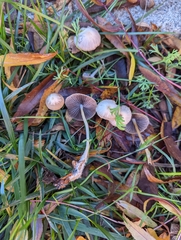 Psathyrella