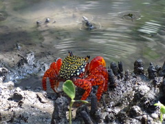 Goniopsis pulchra