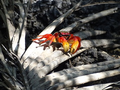 Goniopsis pulchra