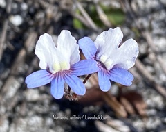 Nemesia affinis