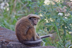 Macaca sinica