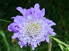 Scabiosa lucida