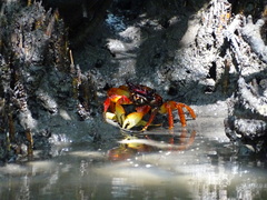 Goniopsis pulchra