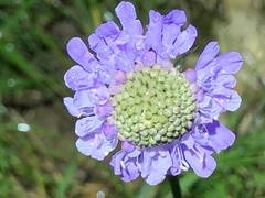 Scabiosa lucida