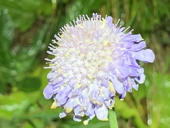 Scabiosa lucida