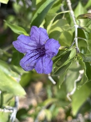 Ruellia californica peninsularis