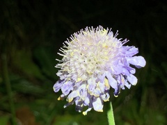 Scabiosa lucida