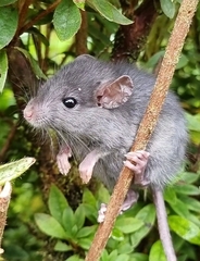 Muroidea