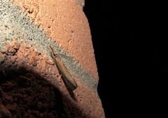 Thaumatopsis pexellus