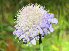 Scabiosa lucida