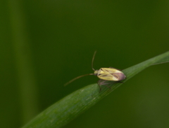 Stenotus binotatus