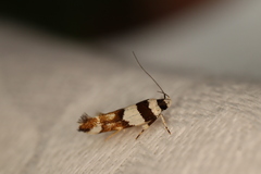 Macrobathra euryleuca