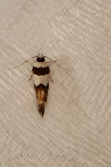 Macrobathra euryleuca