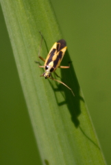 Stenotus binotatus