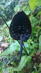 Anthurium caramantae