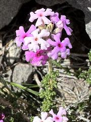 Acantholippia seriphioides