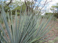 Yucca necopina