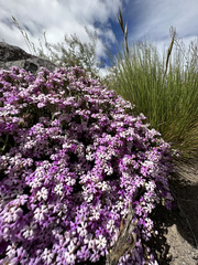 Acantholippia seriphioides