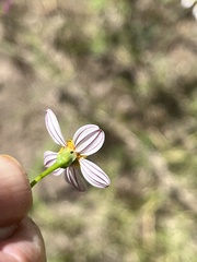 Coreocarpus parthenioides parthenioides