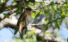 Pachyramphus validus