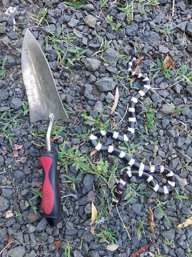 Eastern Bandy Bandy sighting