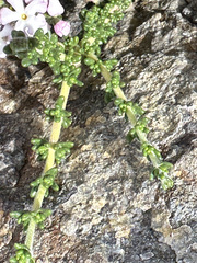 Acantholippia seriphioides