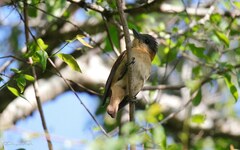 Pachyramphus validus