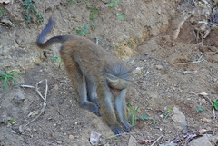 Macaca sinica