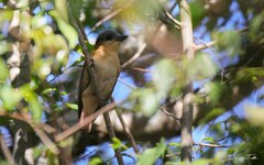 Pachyramphus validus