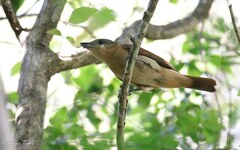 Pachyramphus validus