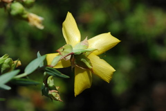Hypericum olympicum