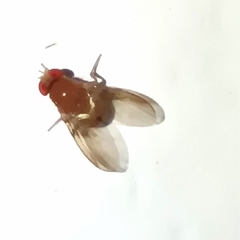 Drosophilidae