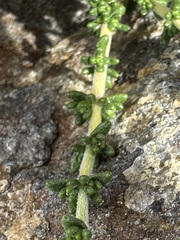 Acantholippia seriphioides