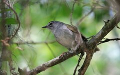 Myiothlypis leucoblephara