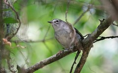 Myiothlypis leucoblephara