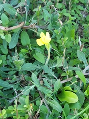 Oenothera laciniata