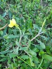 Oenothera laciniata