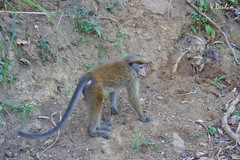 Macaca sinica