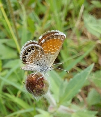 Brephidium exilis exilis