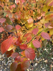 Cotoneaster