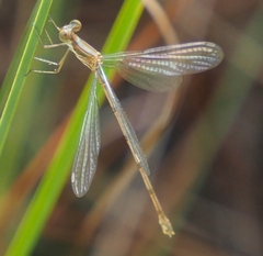 Lestes tenuatus
