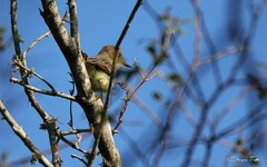 Myiarchus