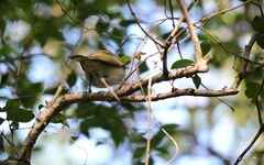 Vireo chivi