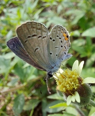Cupido comyntas texana
