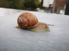 Cornu aspersum
