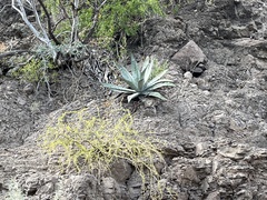 Agave sobria sobria