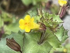 Erythranthe brevinasuta