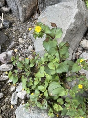 Erythranthe brevinasuta