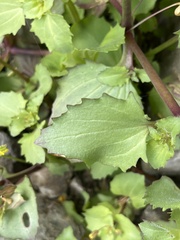 Erythranthe brevinasuta