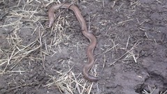 Amphisbaena darwinii